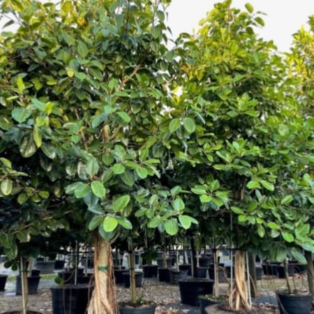 بذور شجرة فيكس بنغالي