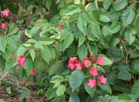 بذور شجرة الجاتروفا