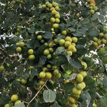 بذور شجرة السدر البلدي