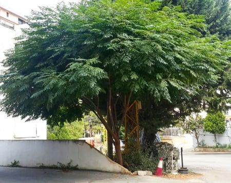 بذور شجرة الزنزلخت