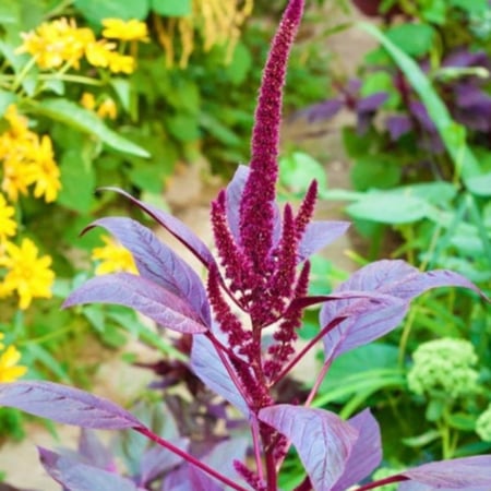 بذور  زهور الأمرانتس