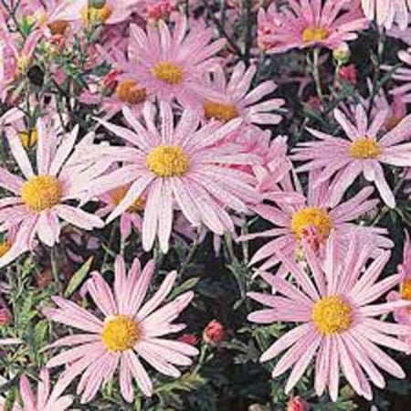 بذور زهرة الأقحوان Chrysanthemum