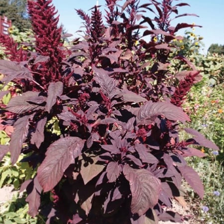 بذور  زهور الأمرانتس