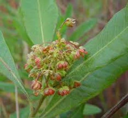 بذور شجرة الدودونيا