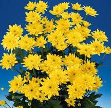بذور زهرة الأقحوان Chrysanthemum