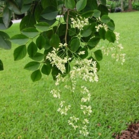 بذور شجرة السرسوع أو السيسم