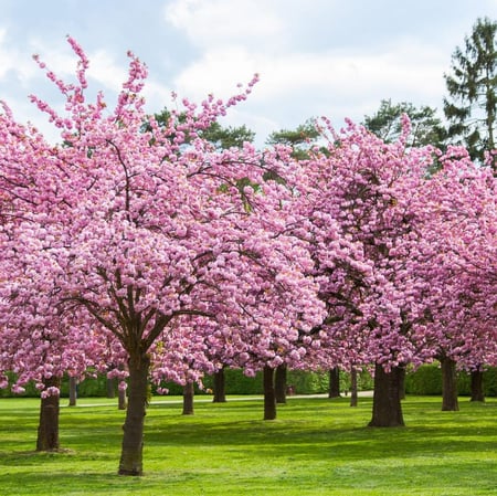 بذور شجرة ساكورا (الكرز اليابانية) Prunus serrulata