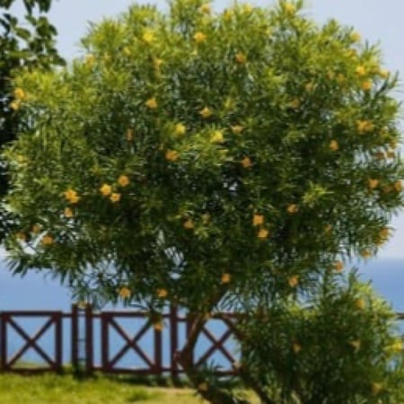 بذور شجرة تيفيتيا الصفراء (Thevetia peruviana)