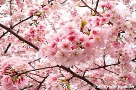 بذور شجرة ساكورا (الكرز اليابانية) Prunus serrulata