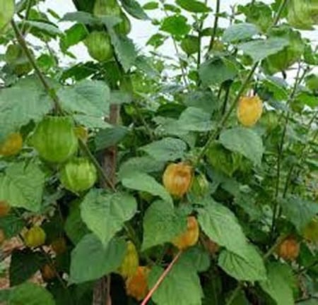 بذور نبات الحرنكش