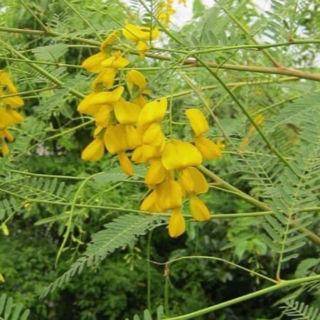 بذور شجرة السيسبان