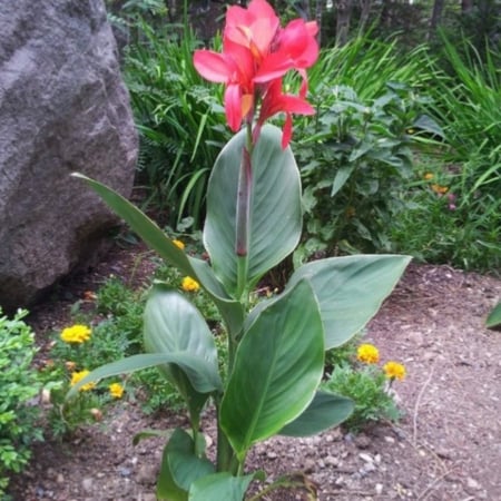 بذور الكنا الحمراء