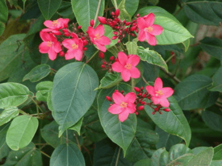 بذور شجرة الجاتروفا