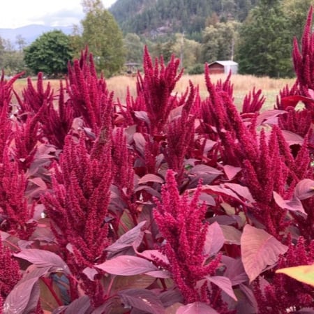 بذور  زهور الأمرانتس