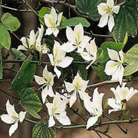 بذور شجرة البوهينيا (خف الجمل)