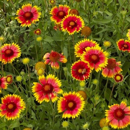 بذور زهور جيلارديا ( عنبر كشميري )