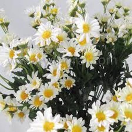 بذور زهرة الأقحوان Chrysanthemum