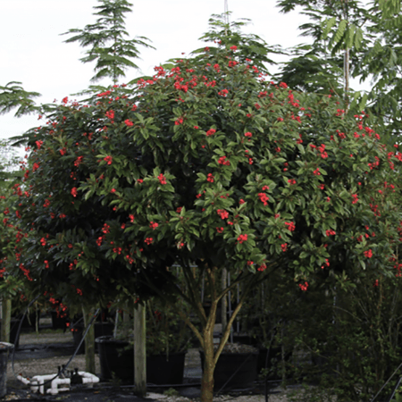 بذور شجرة الجاتروفا