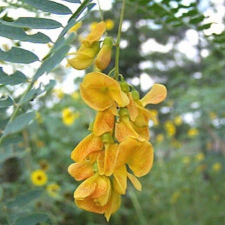 بذور شجرة السيسبان