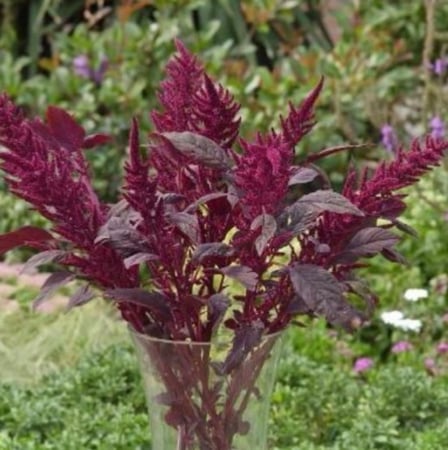 بذور  زهور الأمرانتس