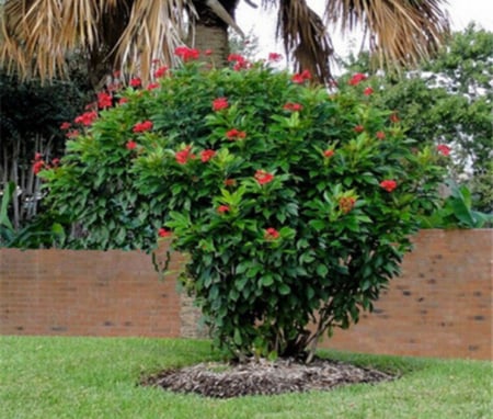 بذور شجرة الجاتروفا