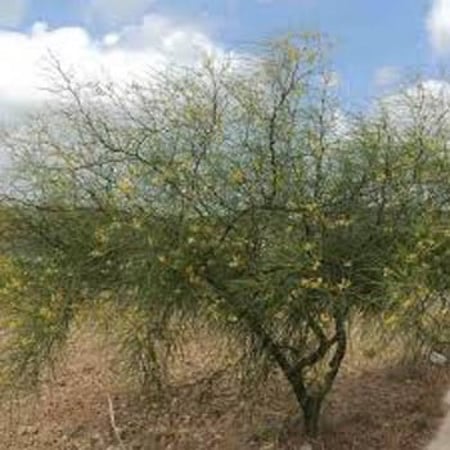 بذور شجرة الباركنسونيا Parkinsonia aculeata