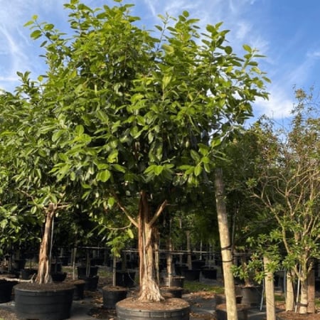 بذور شجرة فيكس بنغالي