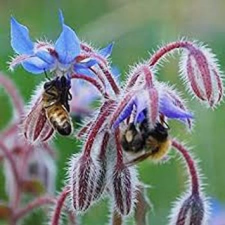 بذور نبات خبز النحل Borage officinalis