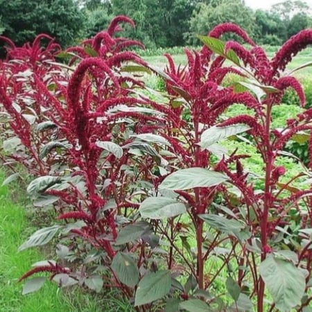 بذور  زهور الأمرانتس