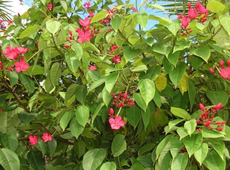 بذور شجرة الجاتروفا