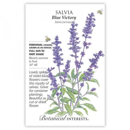 بذور سلفيا الزرقاء - Salvia Blue Victory Seeds