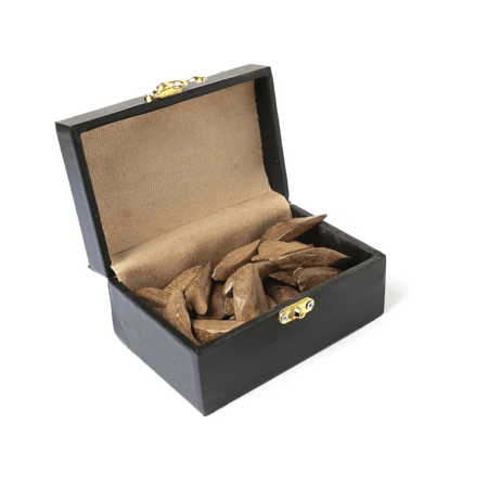 عود مروكي LM