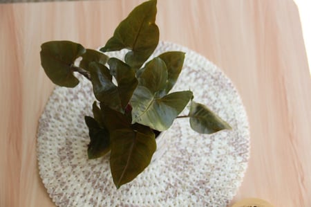 سنجونيوم  (رجل البط) بني