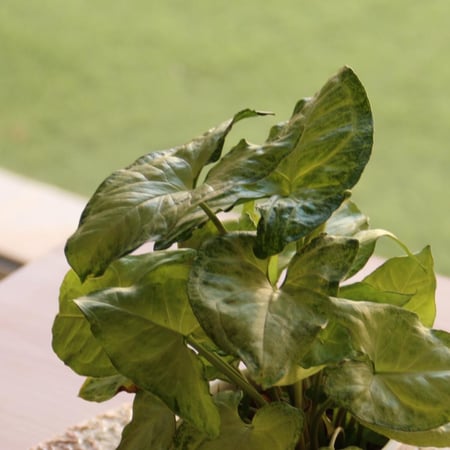 سنجونيوم (رجل البط)