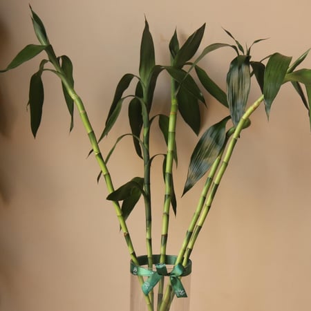 ربطة بامبو كبير