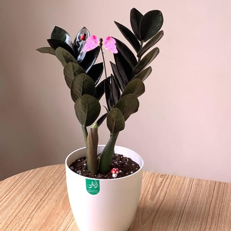 زاميا سوداء