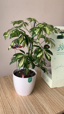 شفليرا