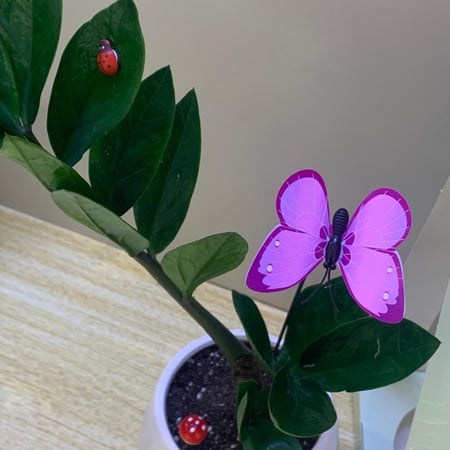 نبتة زاميا وسط