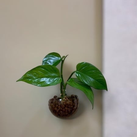 بوتس جدارية