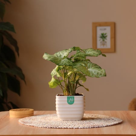 سنجونيوم (رجل البط)