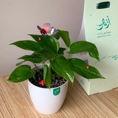 بوتس كبير