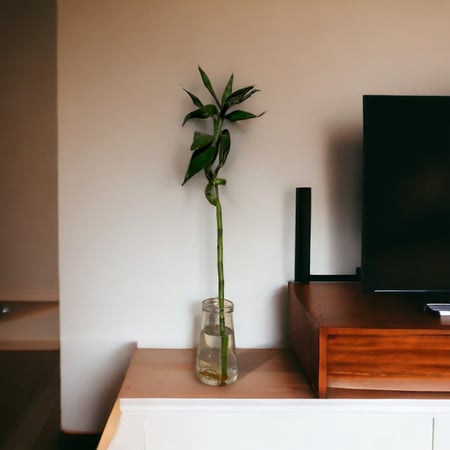 البامبو صغير