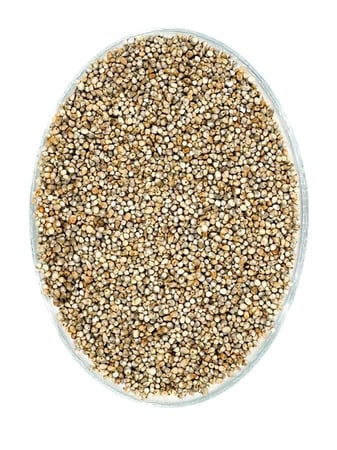 Pearl Millet Online