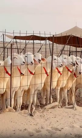 اطواق الرقبة  ( ترقيم الحلال )