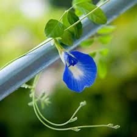 بذور الكلتوريا ( الشاي الأزرق )