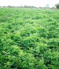 بذور الكلتوريا ( الشاي الأزرق )