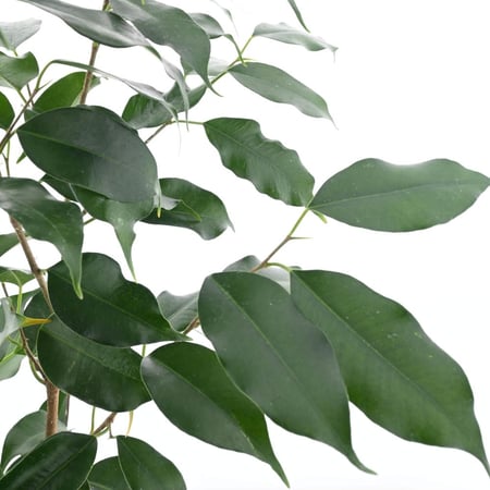 فيكس ميكروكاربا 'اللوري الهندي'