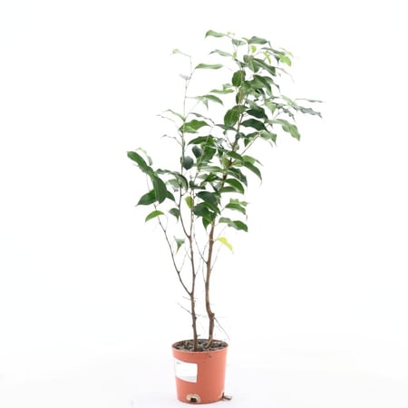 فيكس ميكروكاربا 'اللوري الهندي'