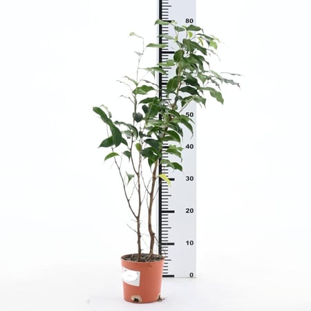 فيكس ميكروكاربا 'اللوري الهندي'