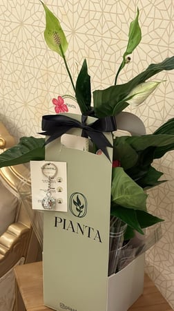 نبته الاشرعه البيضاء حجم كبير